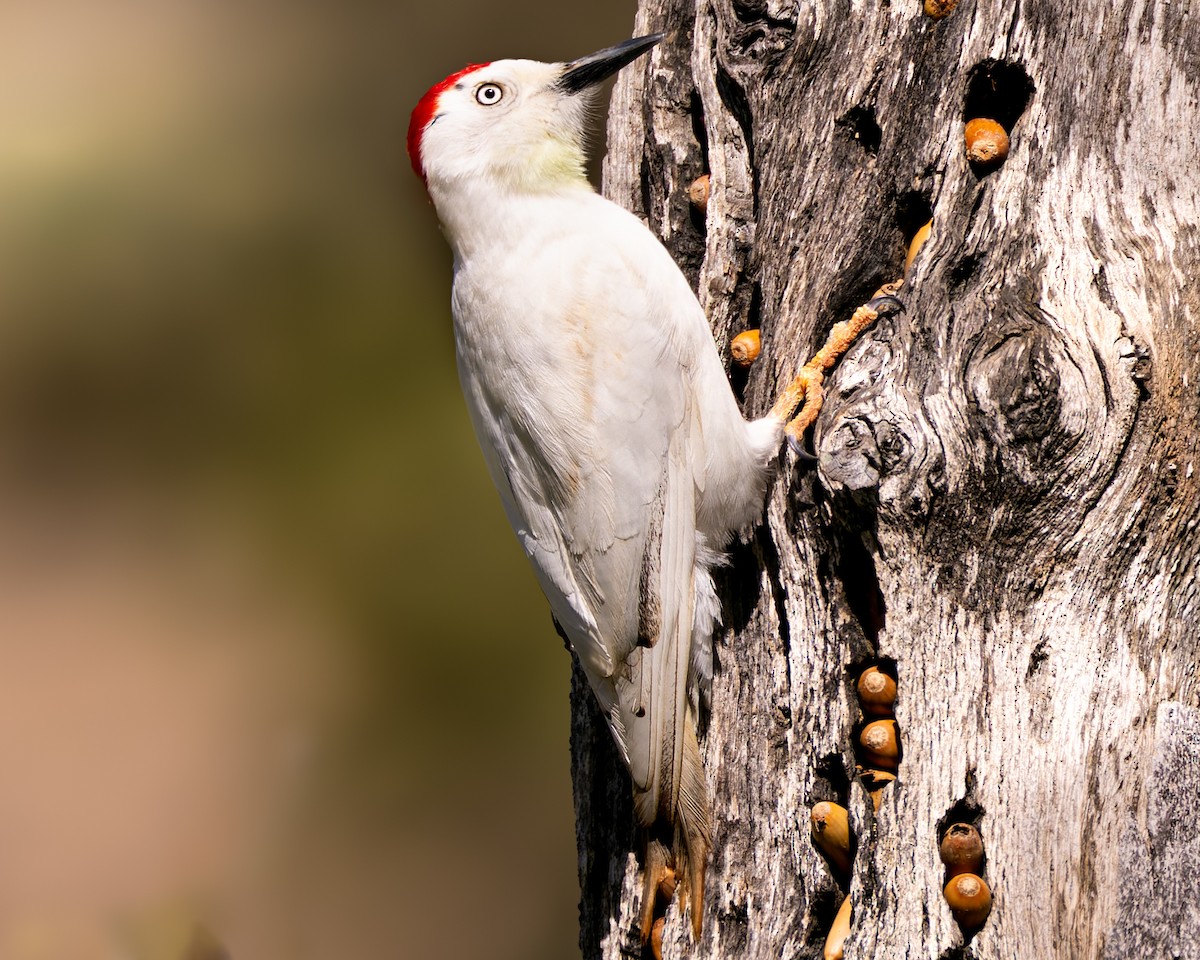 Acorn Woodpecker - Mark Sawyer