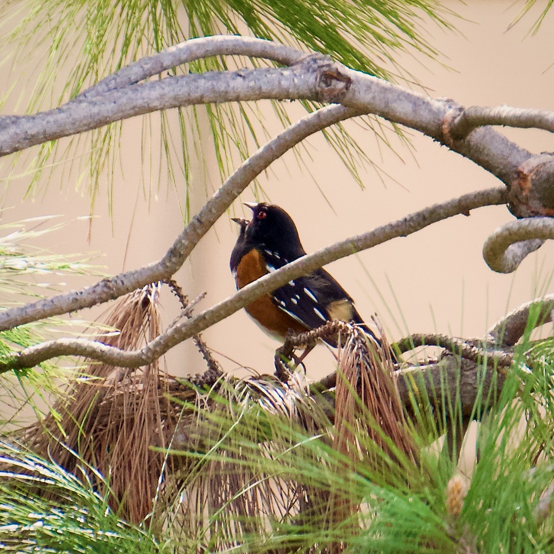 Spotted Towhee - ML615900533