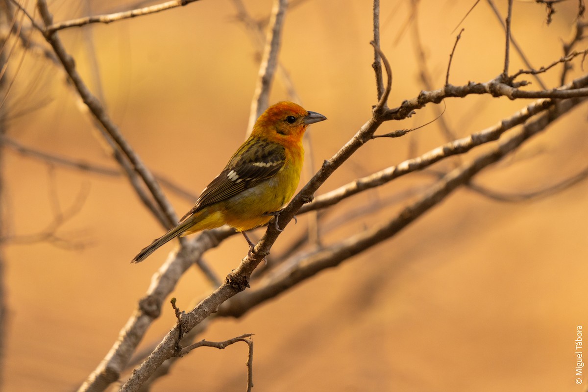Flame-colored Tanager - Miguel Tábora