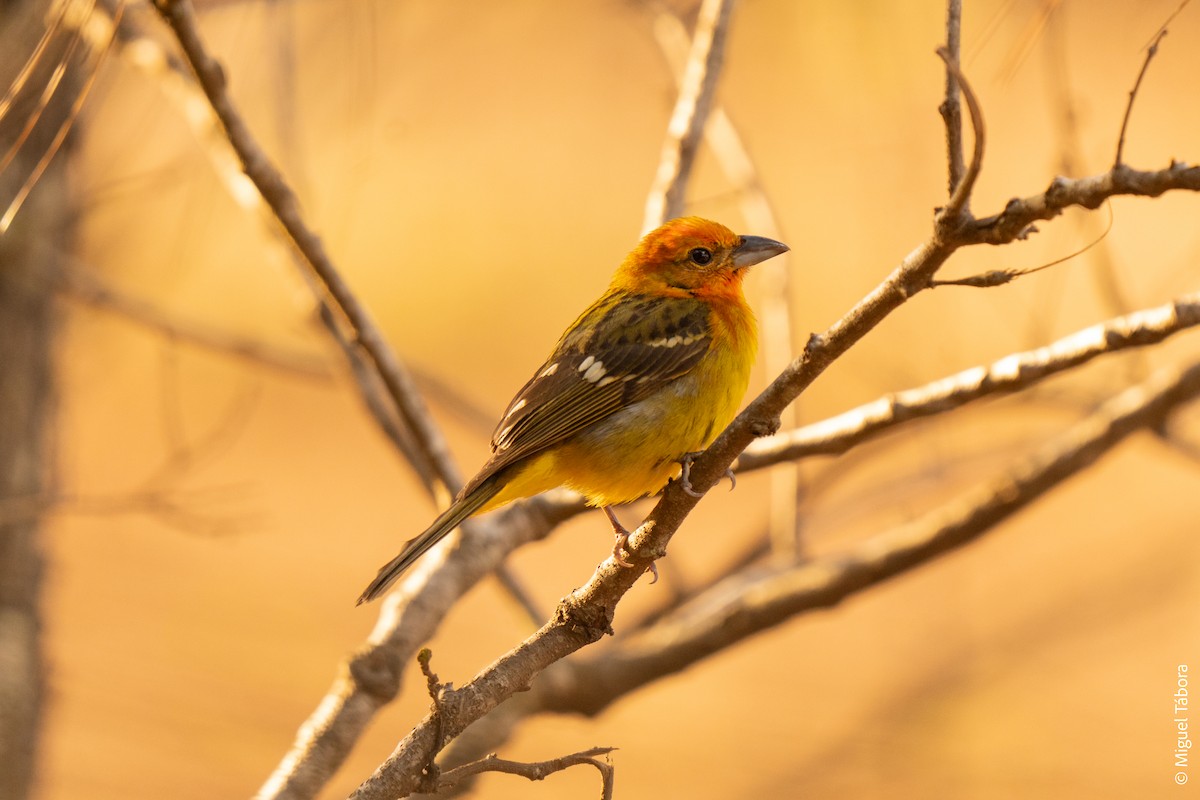 Flame-colored Tanager - ML615900557