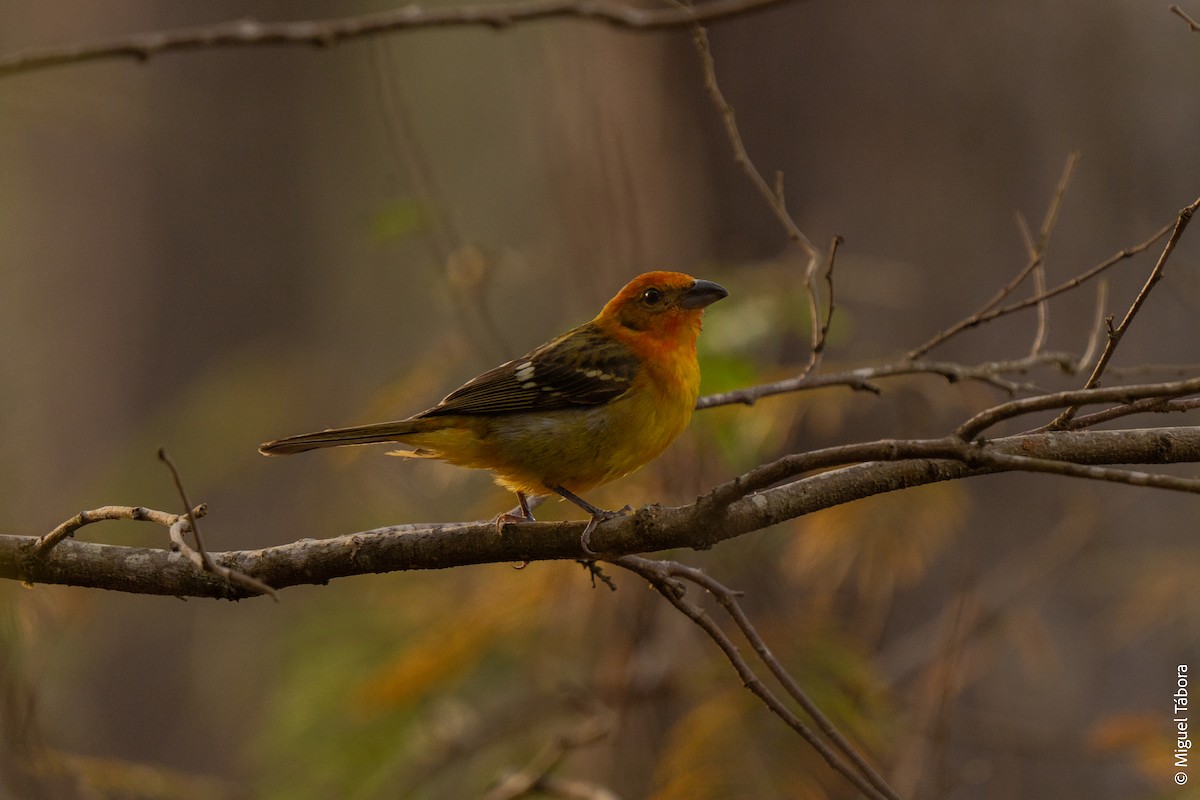 Flame-colored Tanager - ML615900558