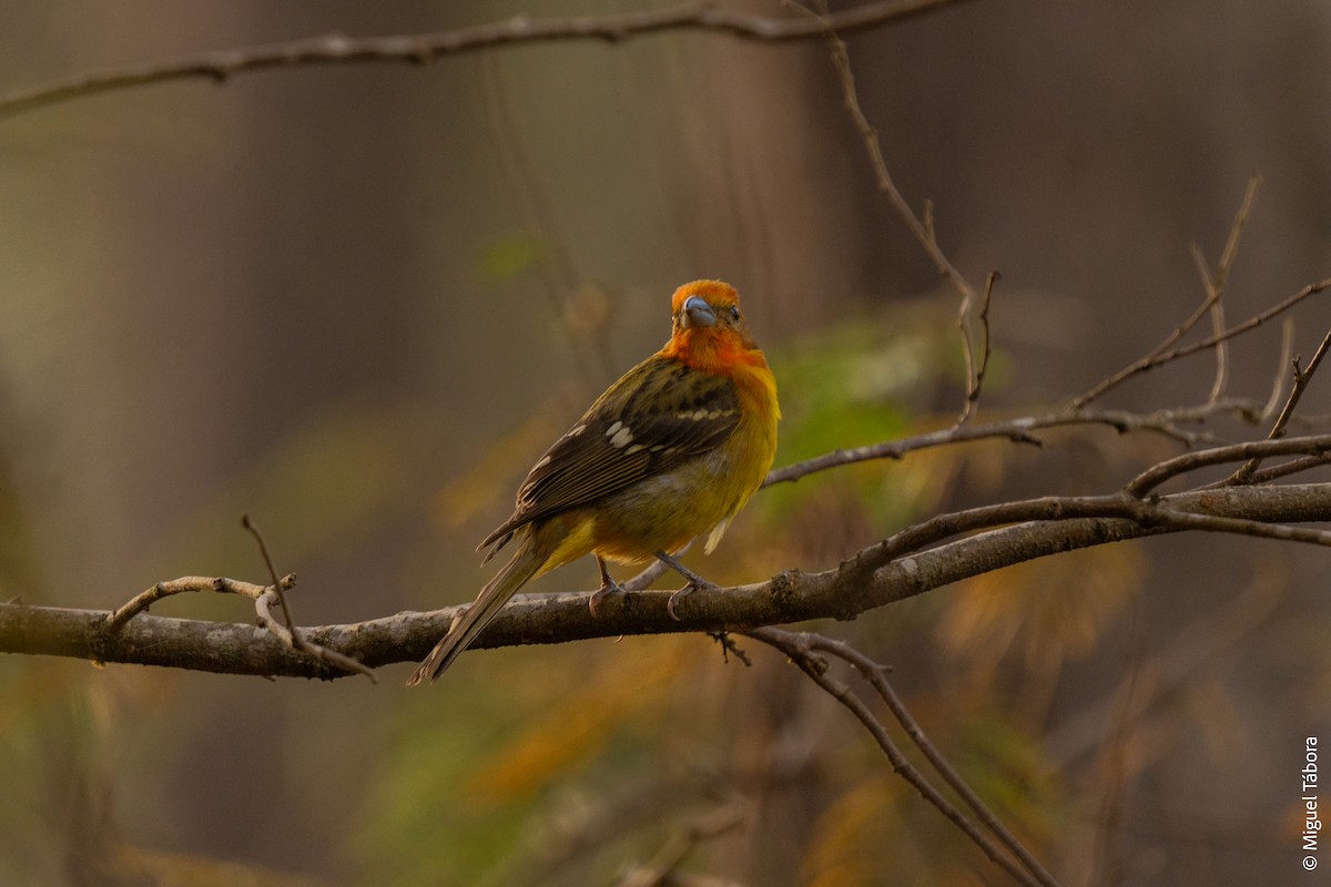 Flame-colored Tanager - ML615900559