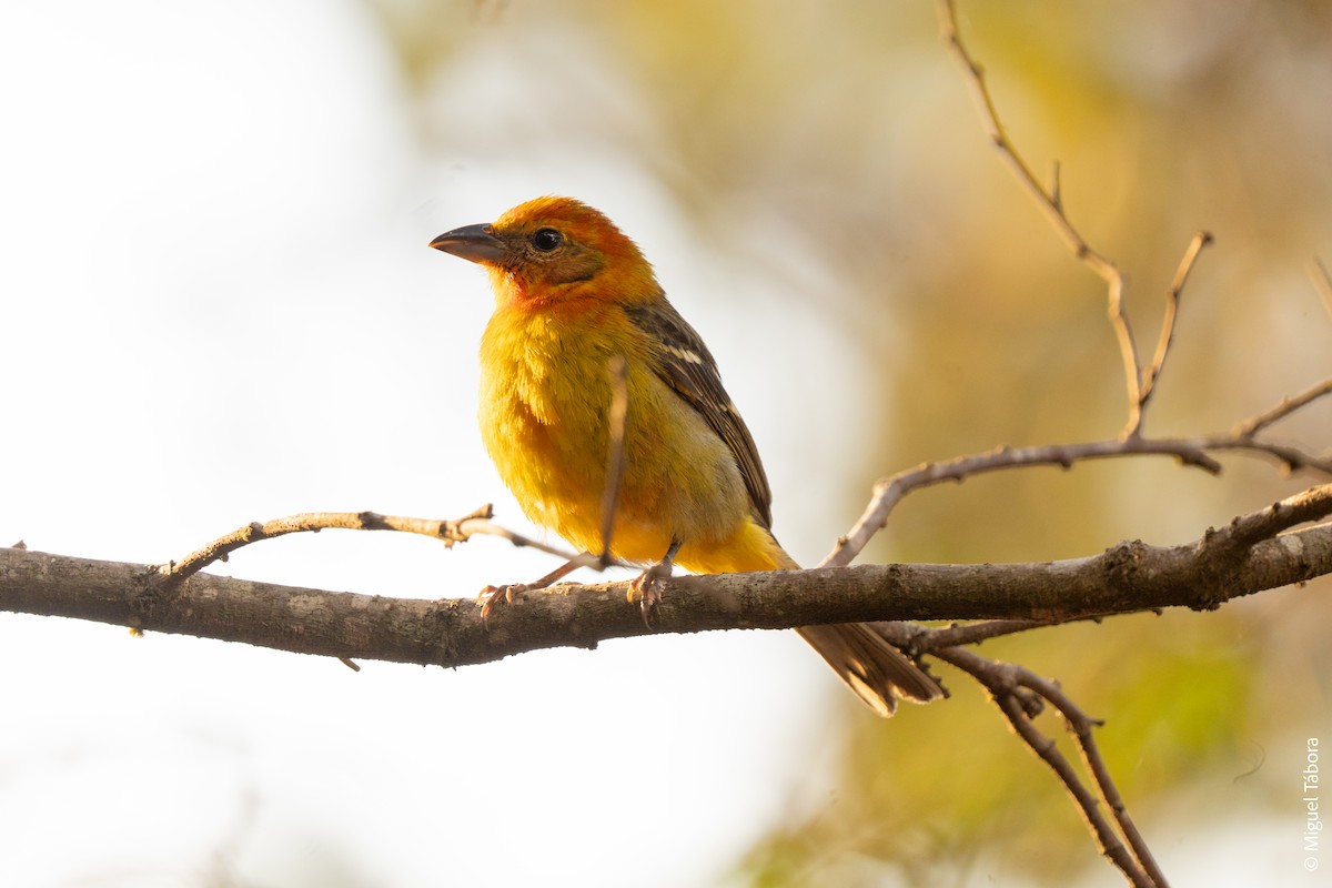 Flame-colored Tanager - ML615900560