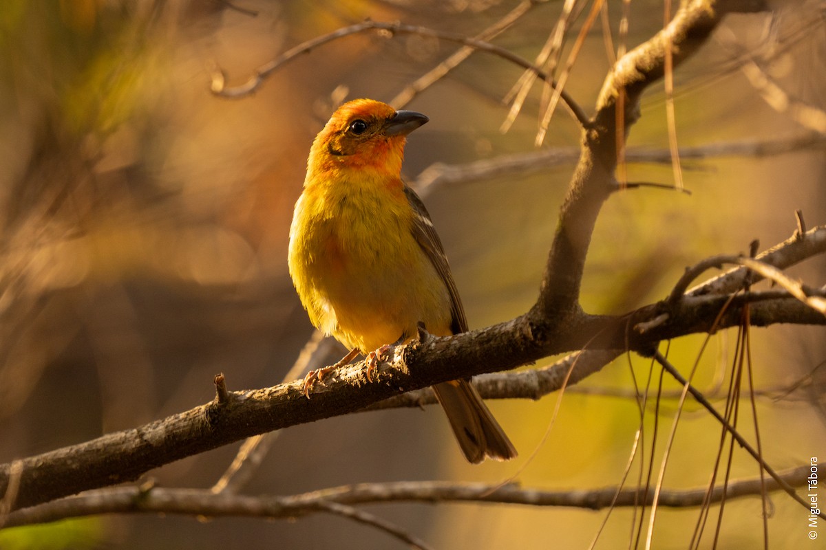 Flame-colored Tanager - ML615900562