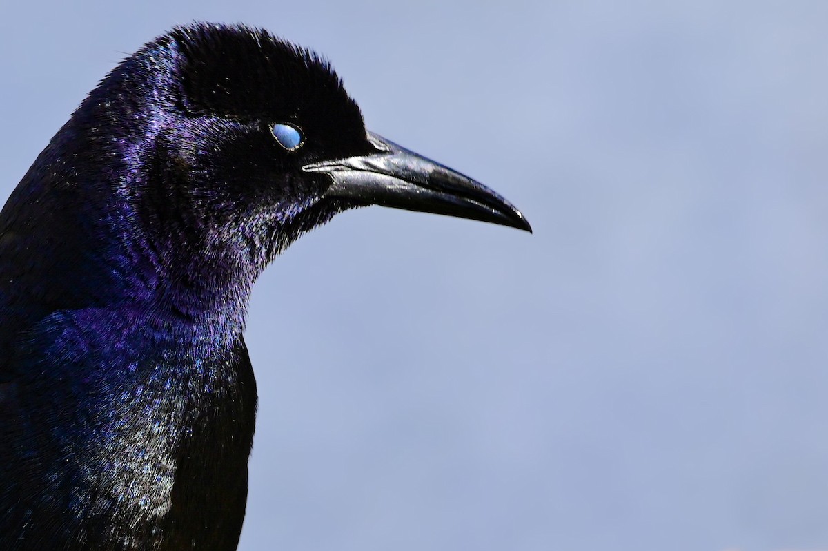 Boat-tailed Grackle - ML615900621