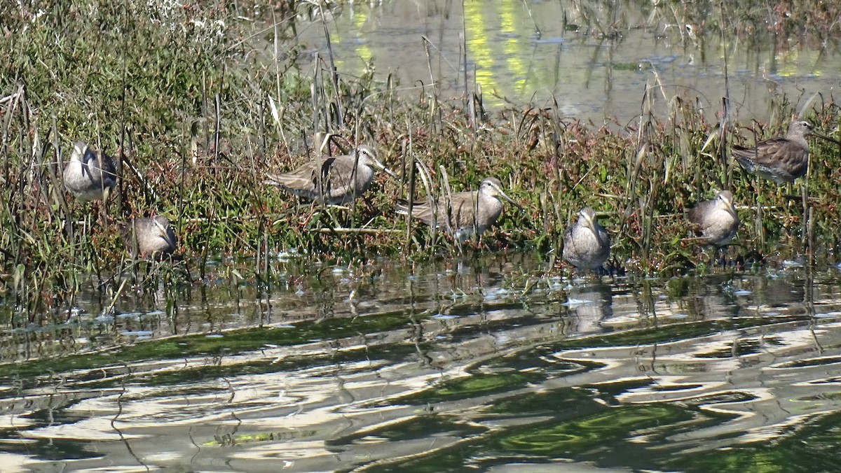 Long-billed Dowitcher - ML615900774