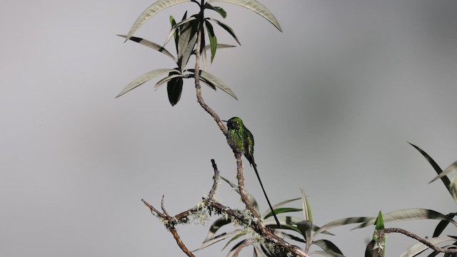 Yeşil Kuyruklu Kolibri - ML615900821