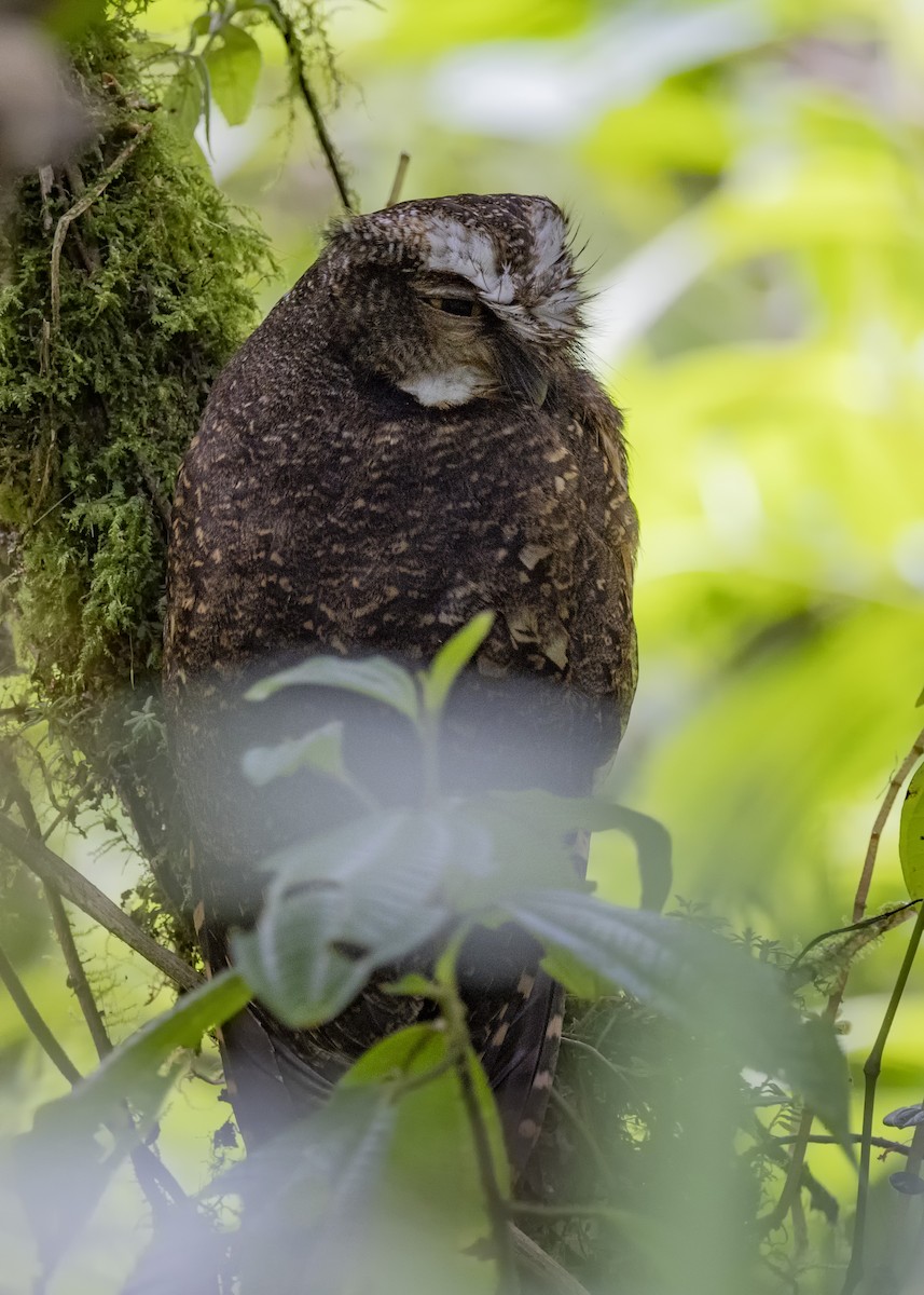 White-throated Screech-Owl - ML615900833
