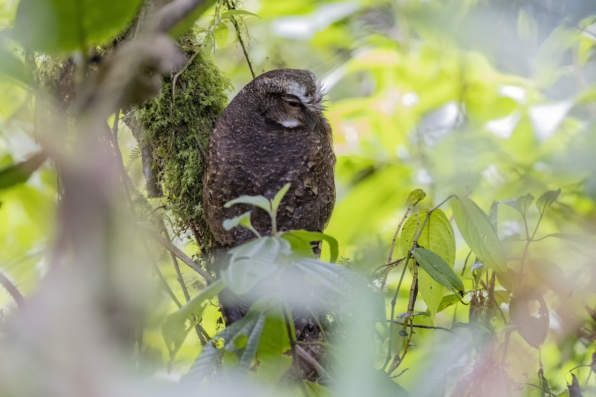White-throated Screech-Owl - ML615900835
