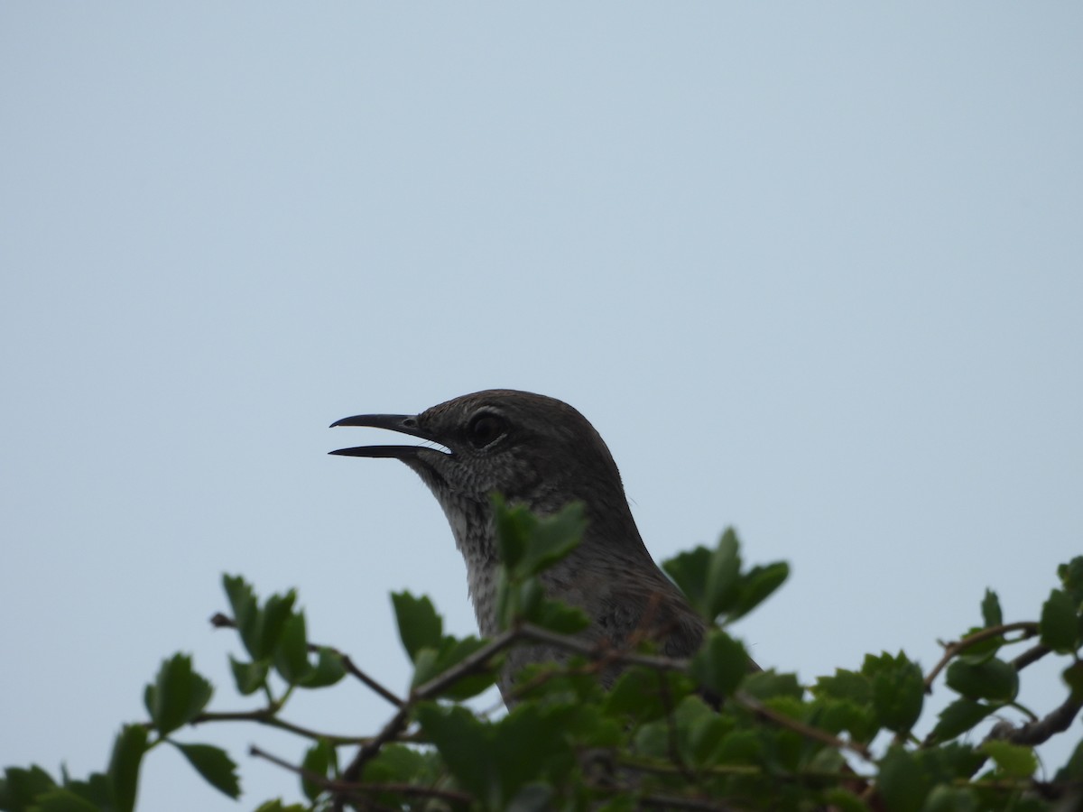 Bahama Mockingbird - ML615900869
