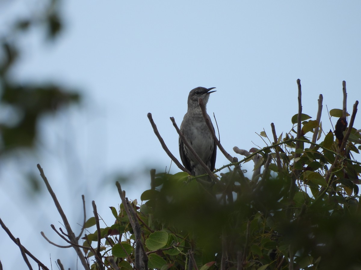Bahama Mockingbird - ML615900871