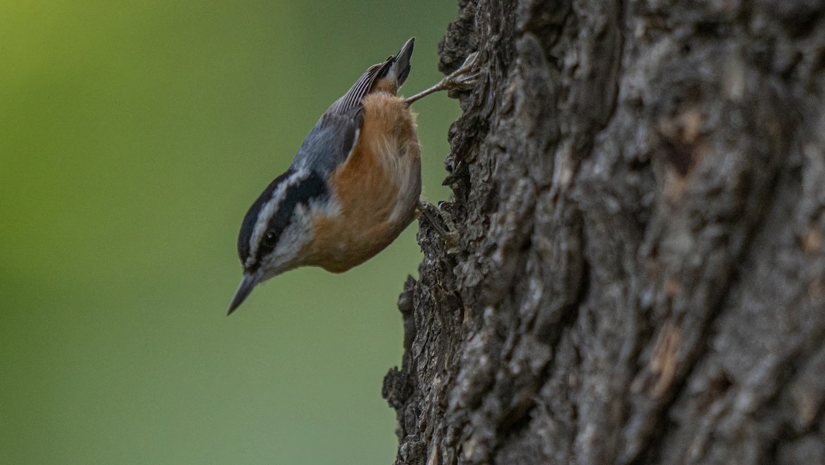 Red-breasted Nuthatch - ML615900905