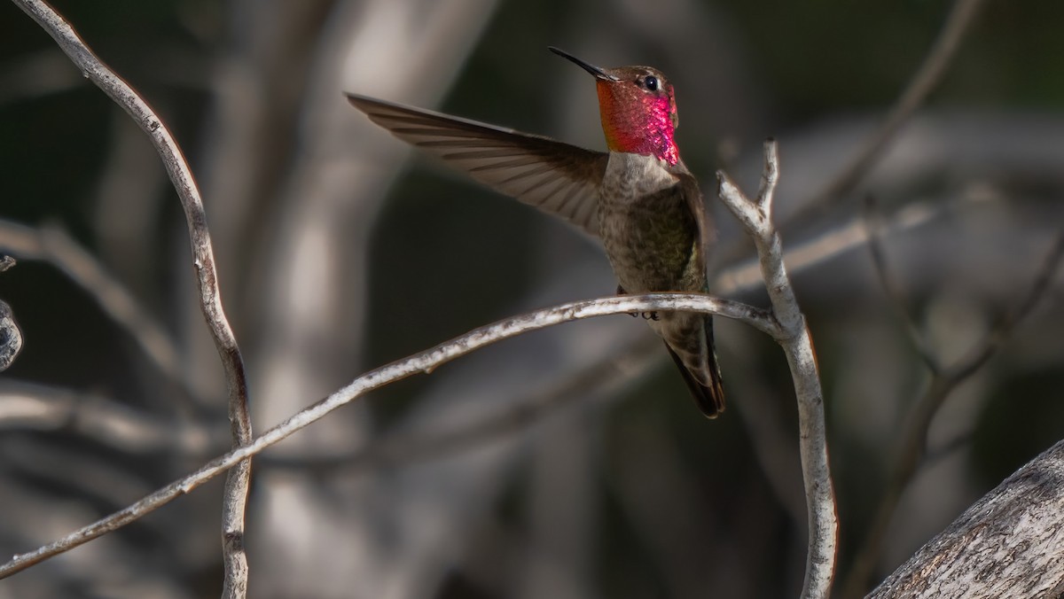 Anna's Hummingbird - ML615900925