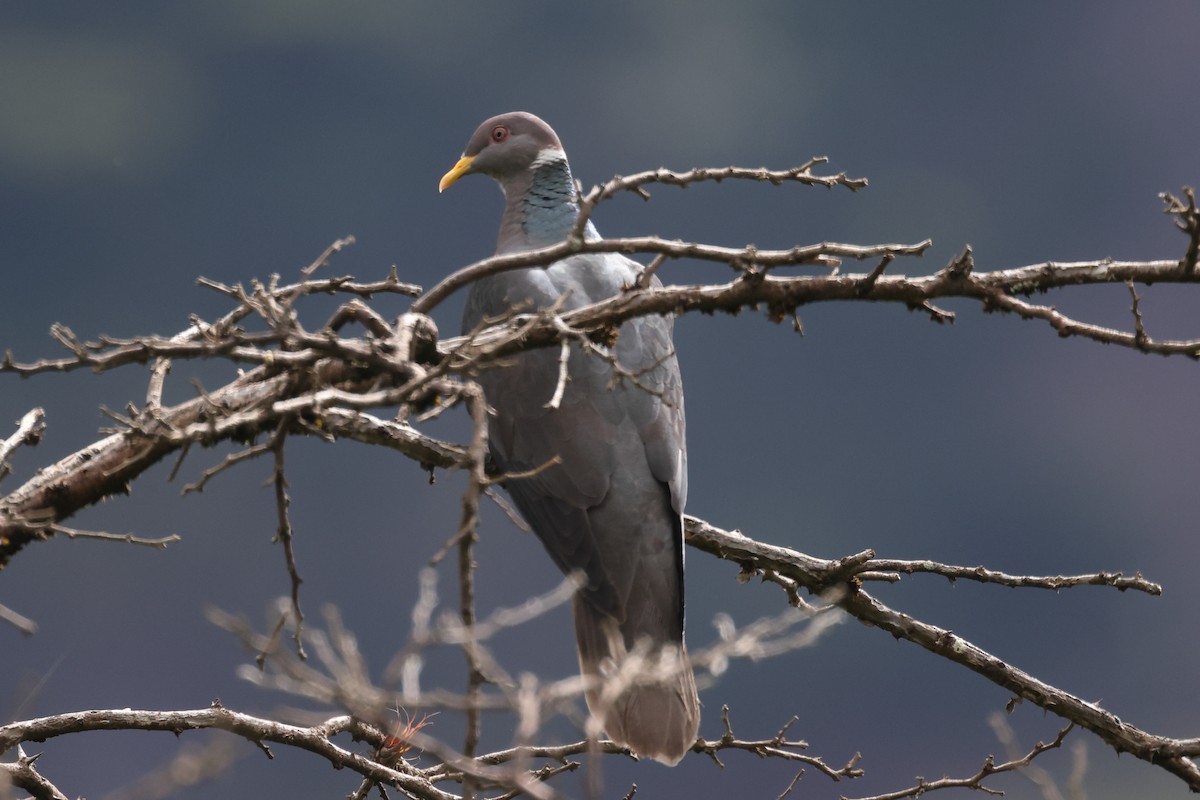 Band-tailed Pigeon - ML615901016