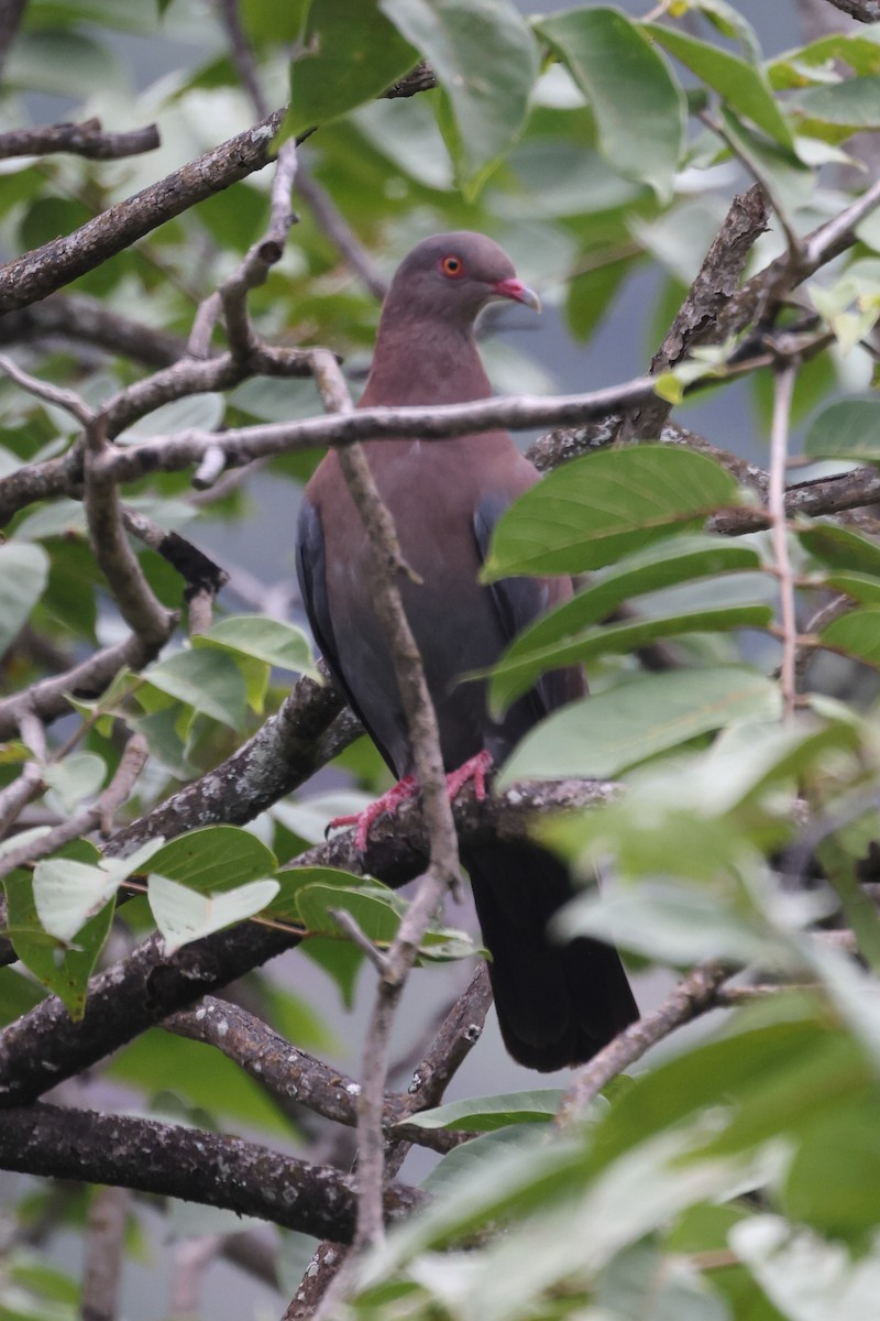 Peruvian Pigeon - ML615901033