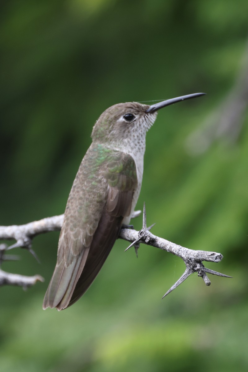 Spot-throated Hummingbird - ML615901091