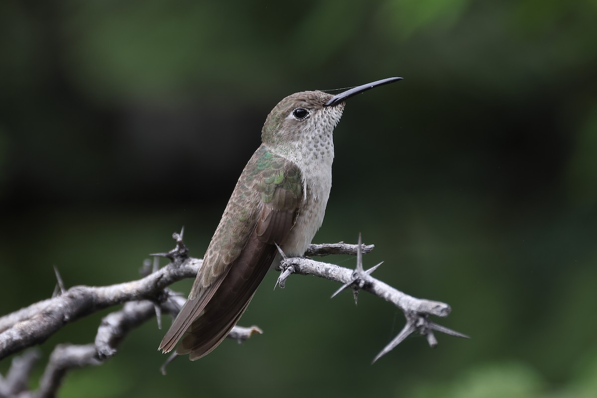 Spot-throated Hummingbird - ML615901092