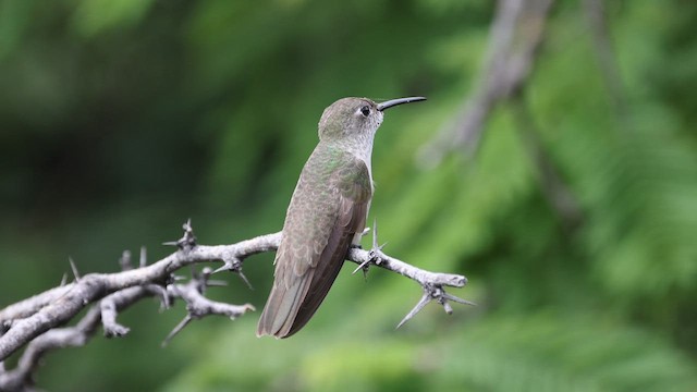 kolibřík skvrnitý - ML615901098