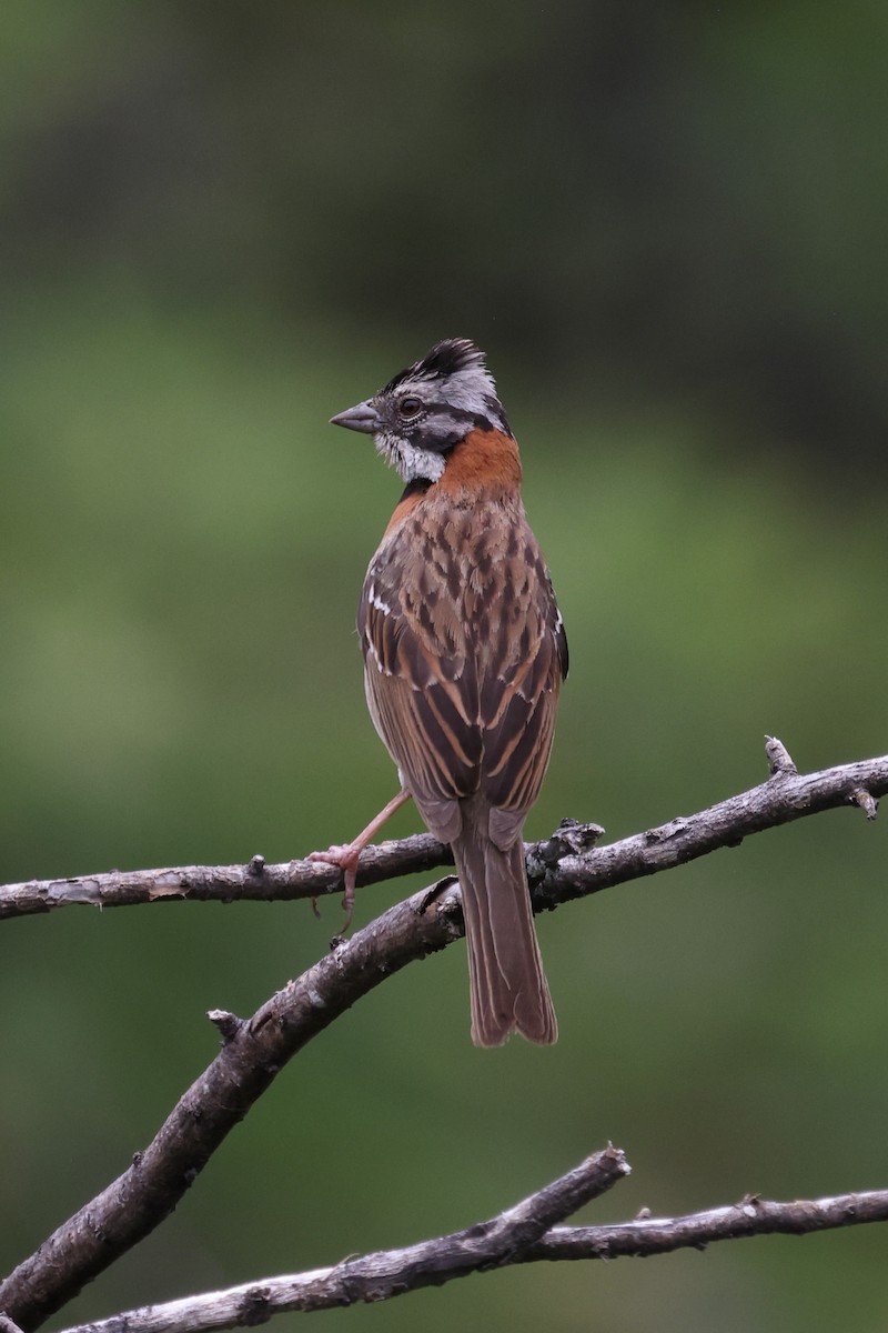 Rufous-collared Sparrow - ML615901247