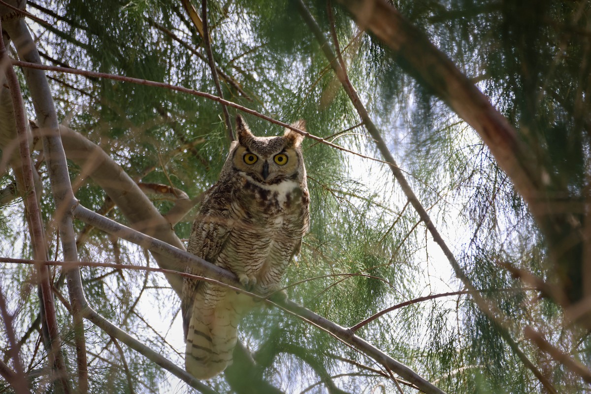 Great Horned Owl - ML615901266