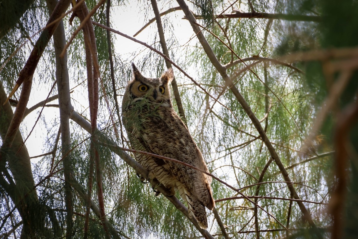 Great Horned Owl - ML615901269