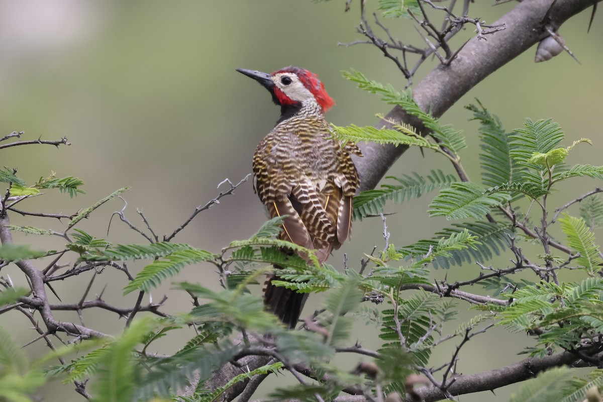 Black-necked Woodpecker - ML615901326