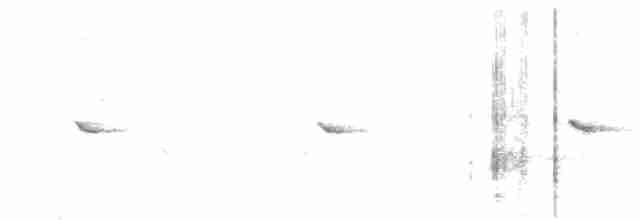 Little Pied Flycatcher - ML615901371