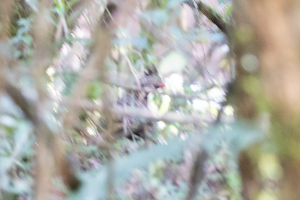 Long-tailed Wood-Partridge - ML615901387