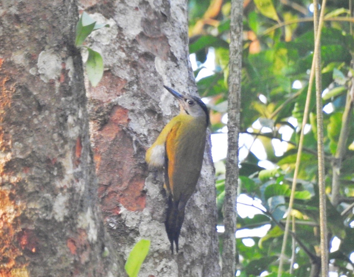 Gray-headed Woodpecker - ML615901490