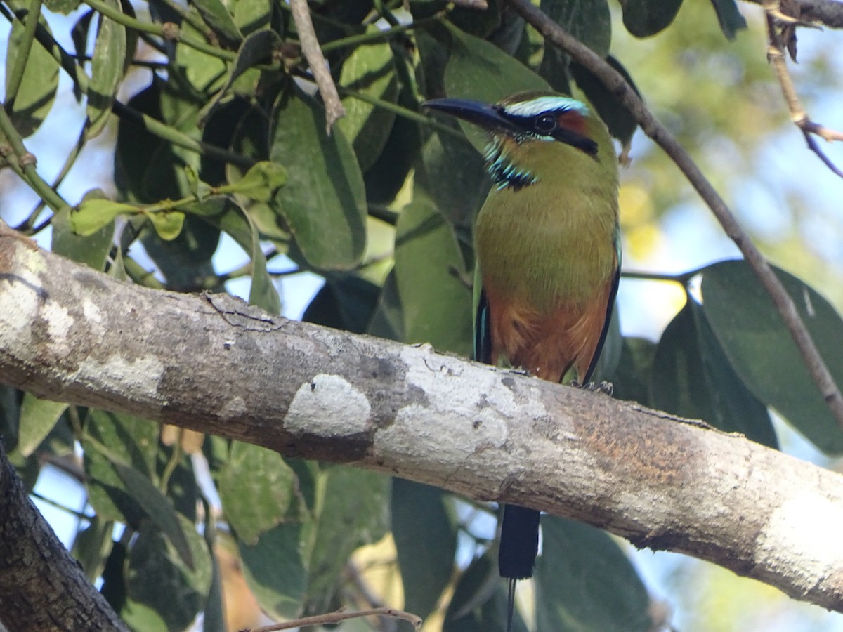 Turquoise-browed Motmot - Patrick Lister
