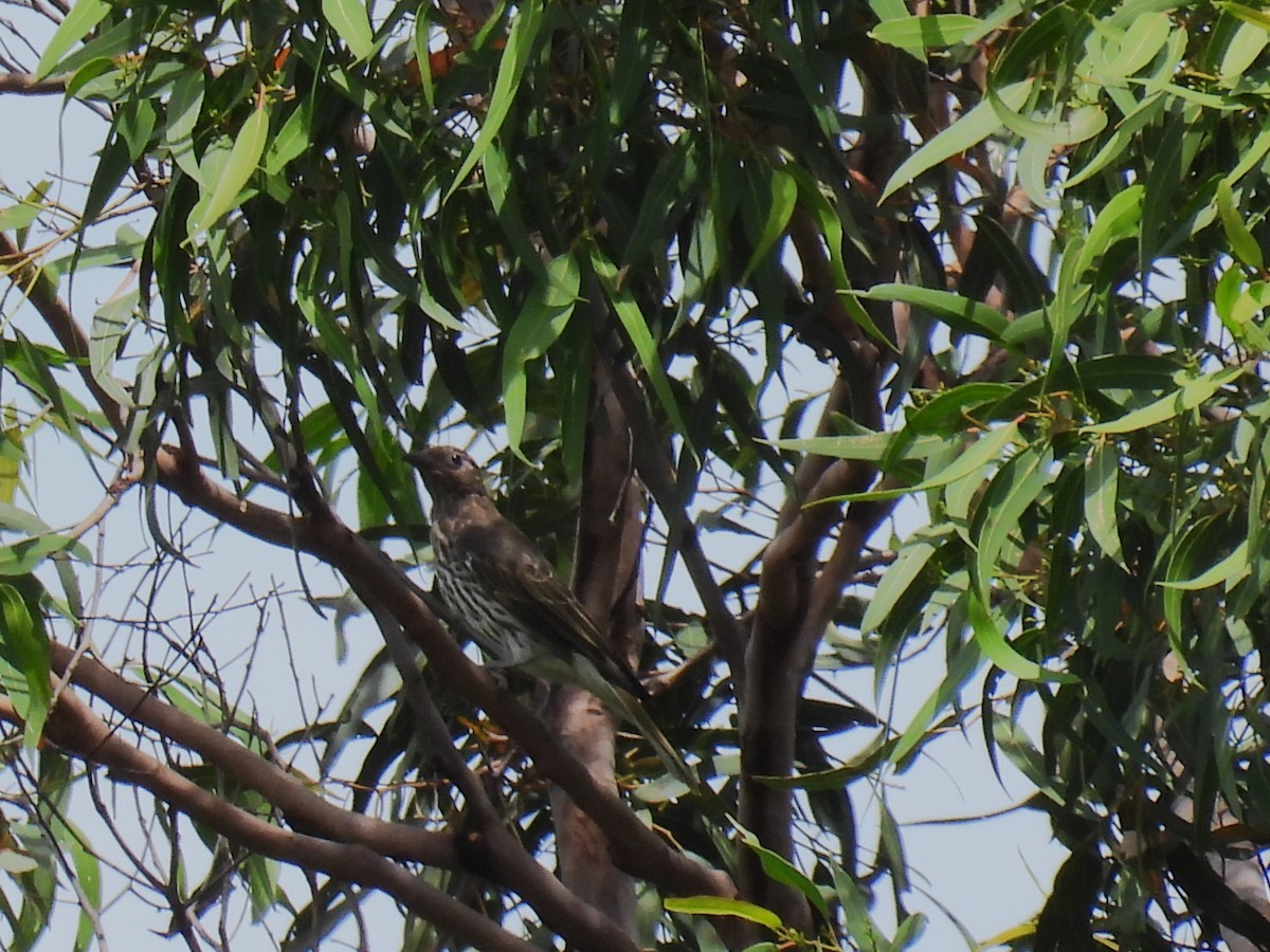 Australasian Figbird - ML615901535