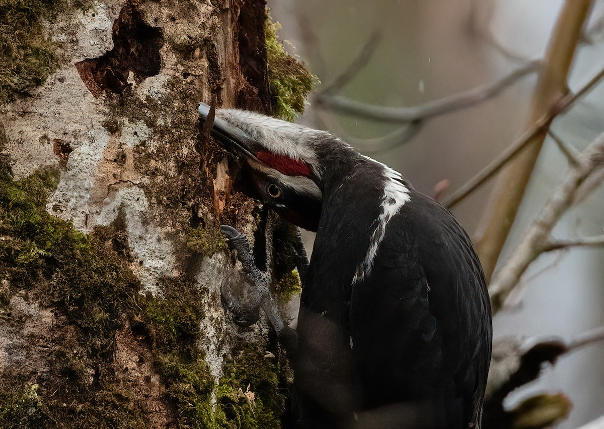 Pileated Woodpecker - ML615901578