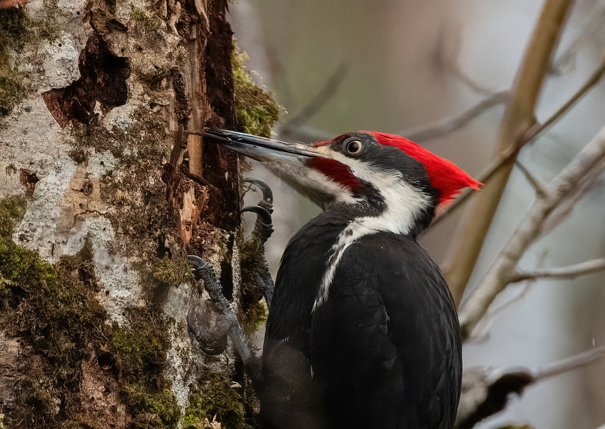 Pileated Woodpecker - ML615901579