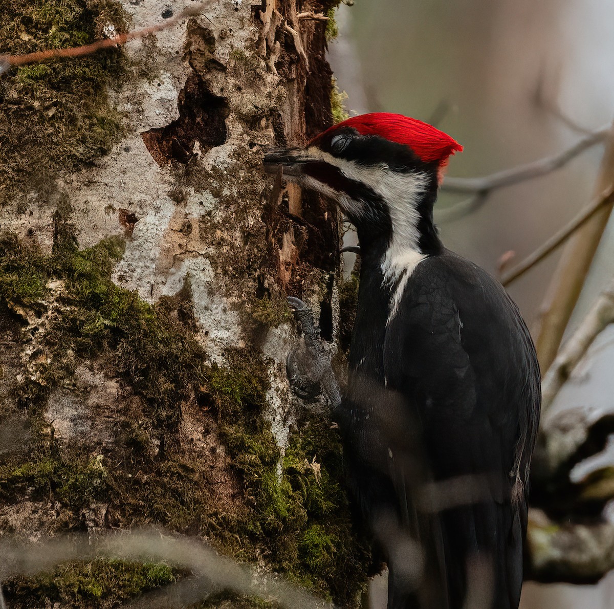Pileated Woodpecker - Scott O'Donnell