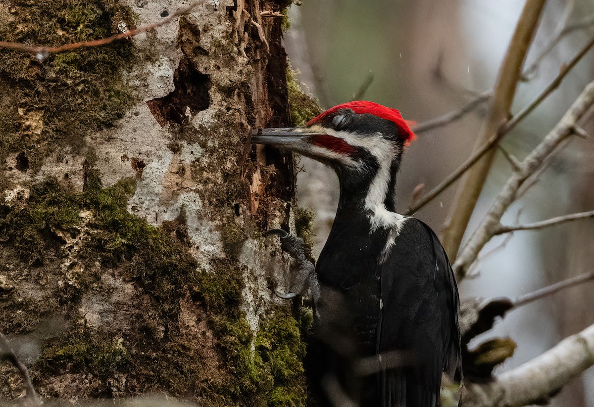 Pileated Woodpecker - ML615901581