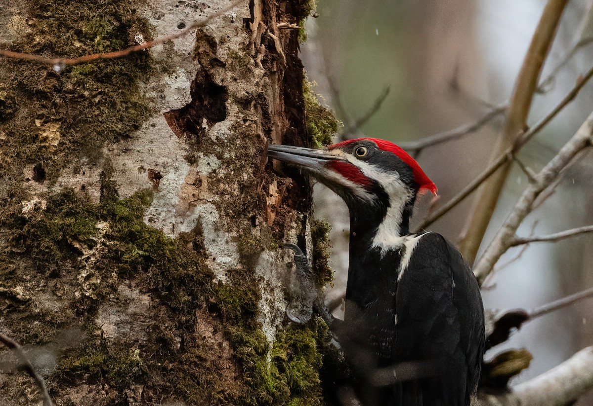 Pileated Woodpecker - ML615901582