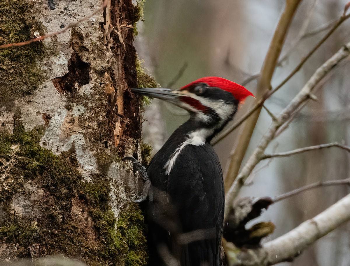 Pileated Woodpecker - ML615901583