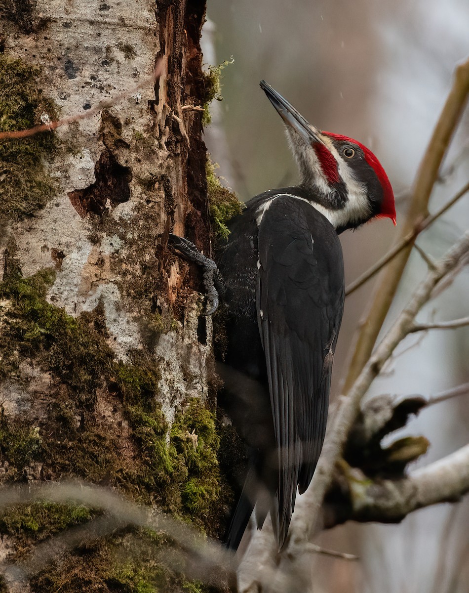 Pileated Woodpecker - ML615901584