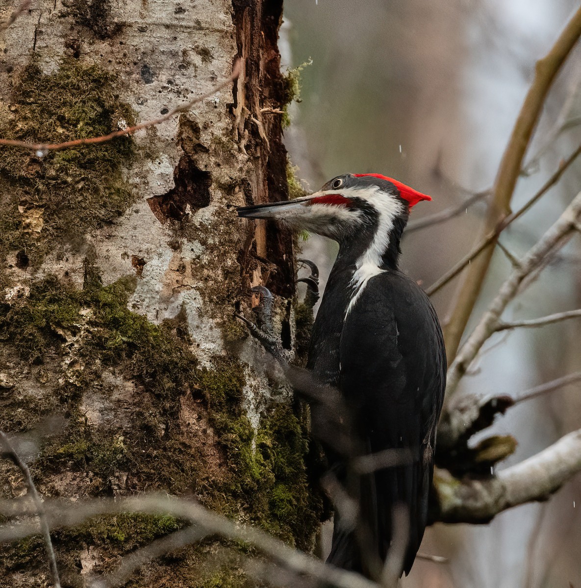 Pileated Woodpecker - ML615901585