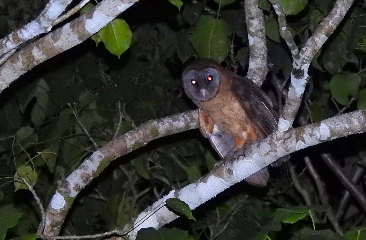 Ashy-faced Owl - ML615901602