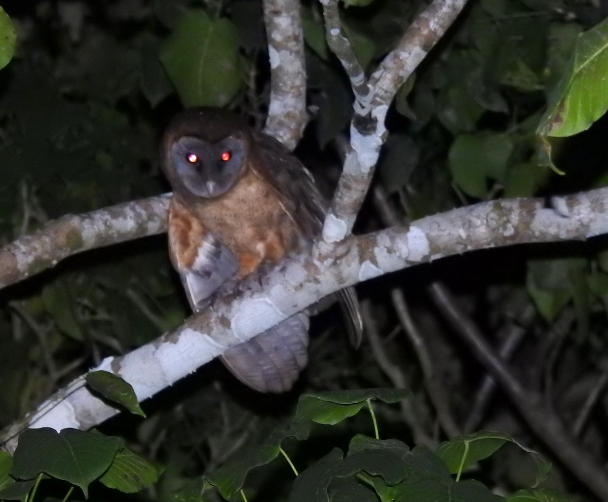 Ashy-faced Owl - ML615901603