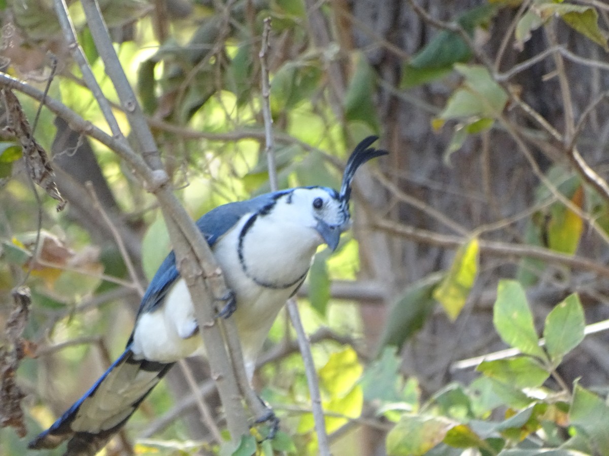 White-throated Magpie-Jay - ML615901614