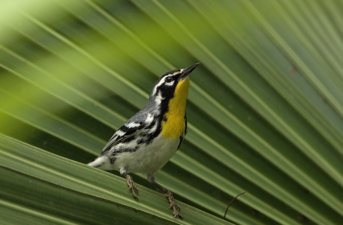 Yellow-throated Warbler - Nick Friedeman