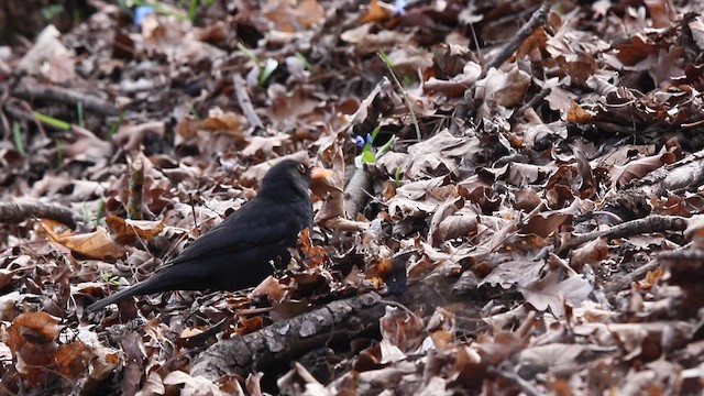 Eurasian Blackbird - ML615901859