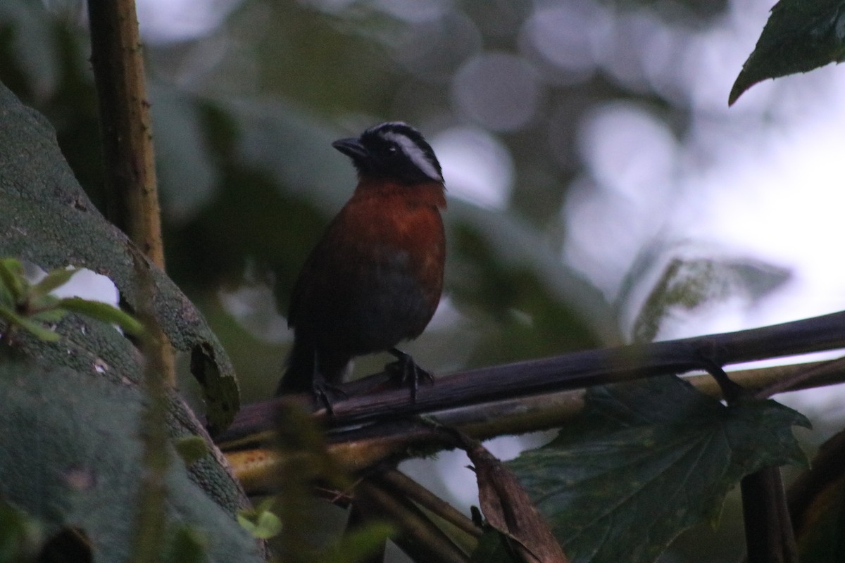 Tanager Finch - ML615901866