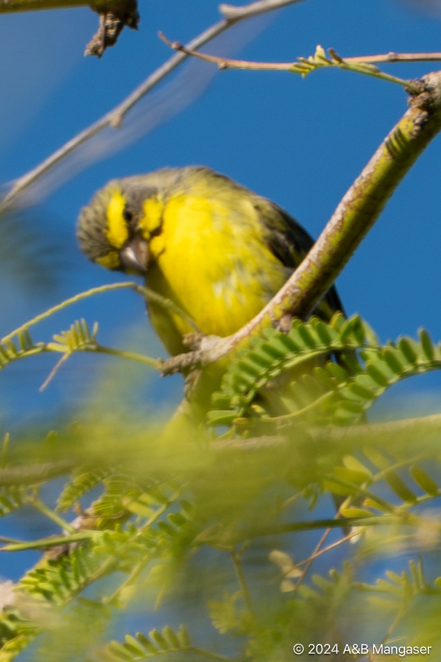 Yellow-fronted Canary - ML615901871
