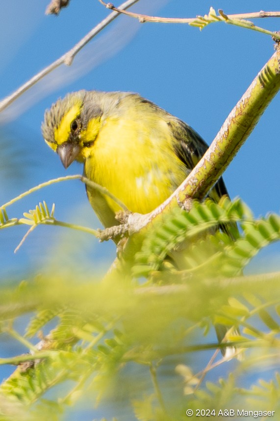 Yellow-fronted Canary - ML615901872