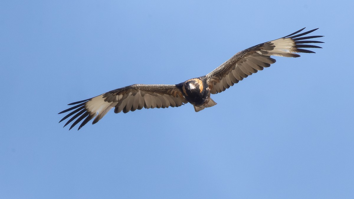Black-breasted Kite - ML615901916