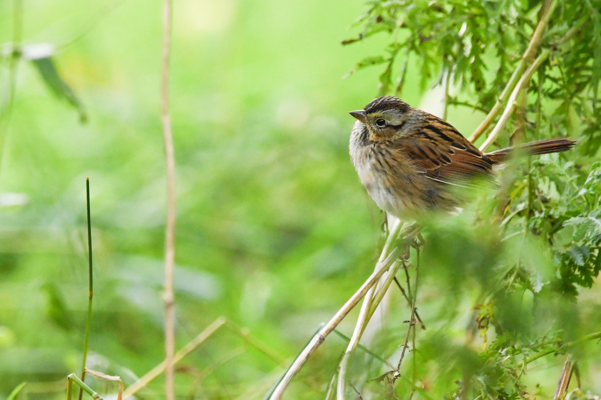 Swamp Sparrow - ML615901951