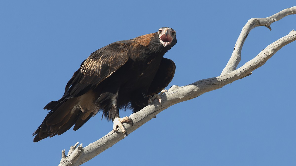 Wedge-tailed Eagle - ML615902086